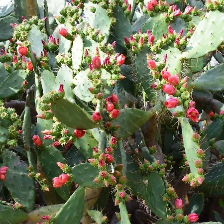 Bedda Casa Al Mare *